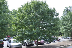 Acer rubrum 'Sun Valley' — photo 1